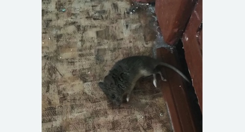 Дезинфекция от мышей в Москве